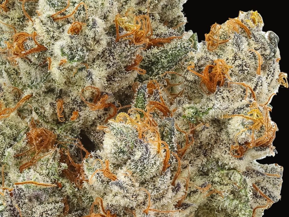 AKATSUKI HAZE — macro trichomes