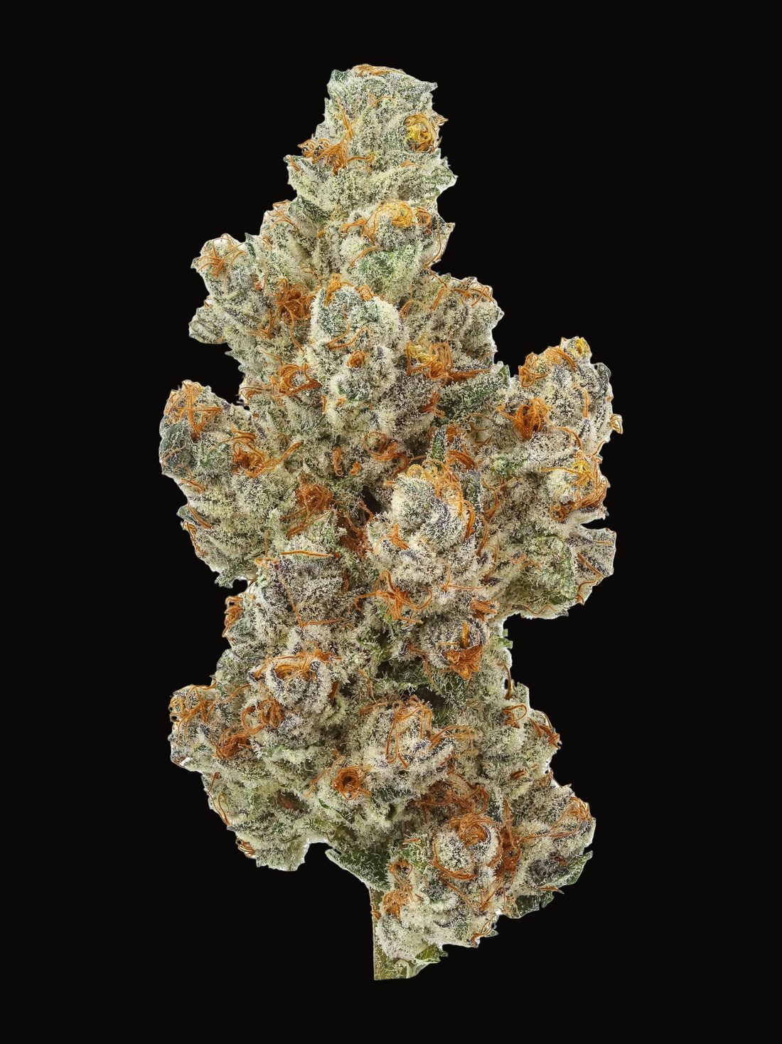 Akatsuki Haze — fleur indoor premium