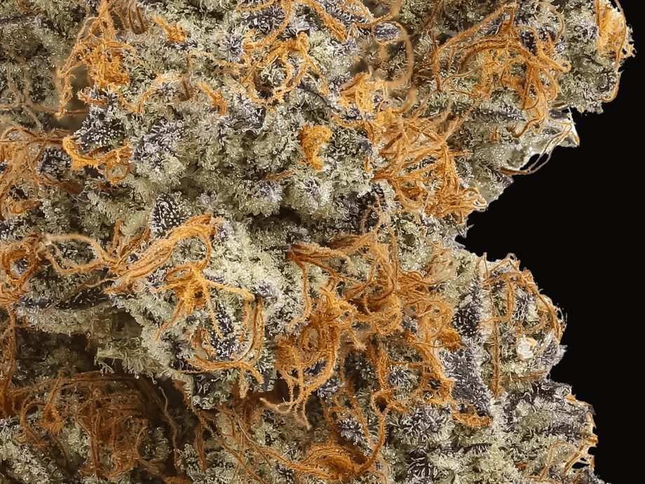 ICHIGO — macro trichomes