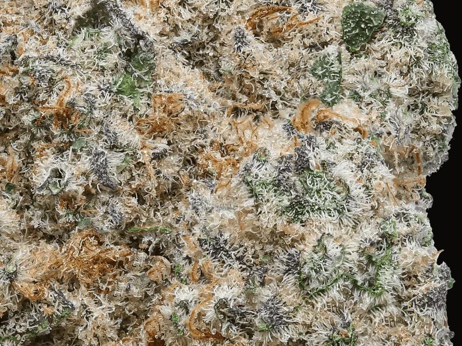 KASUMI — macro trichomes