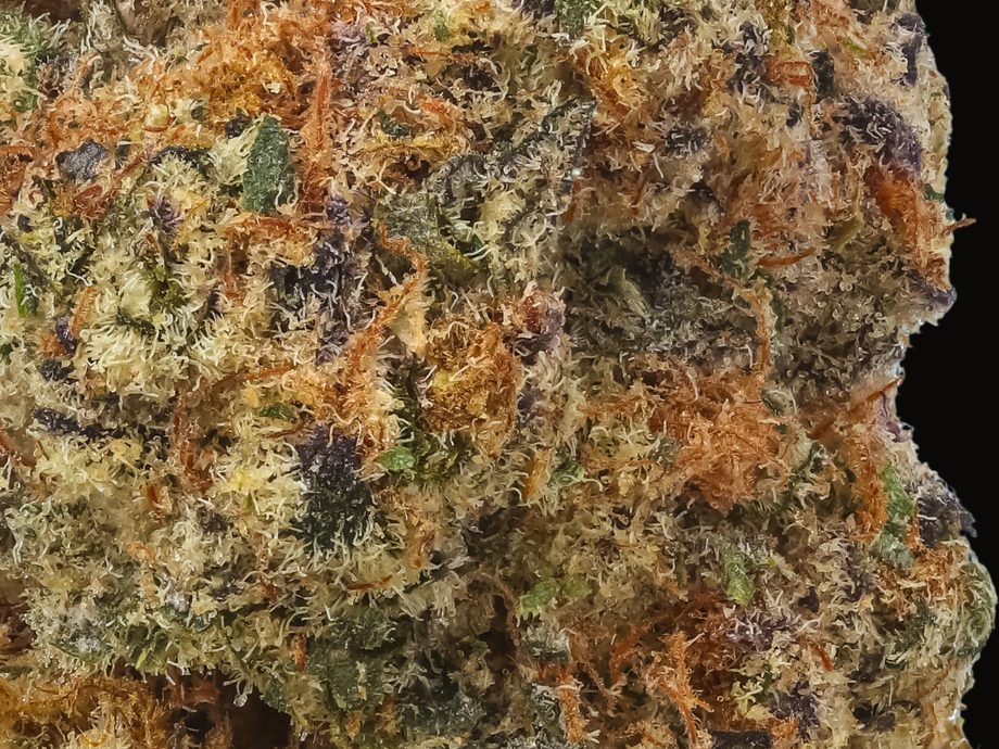 TAISHŌ — macro trichomes