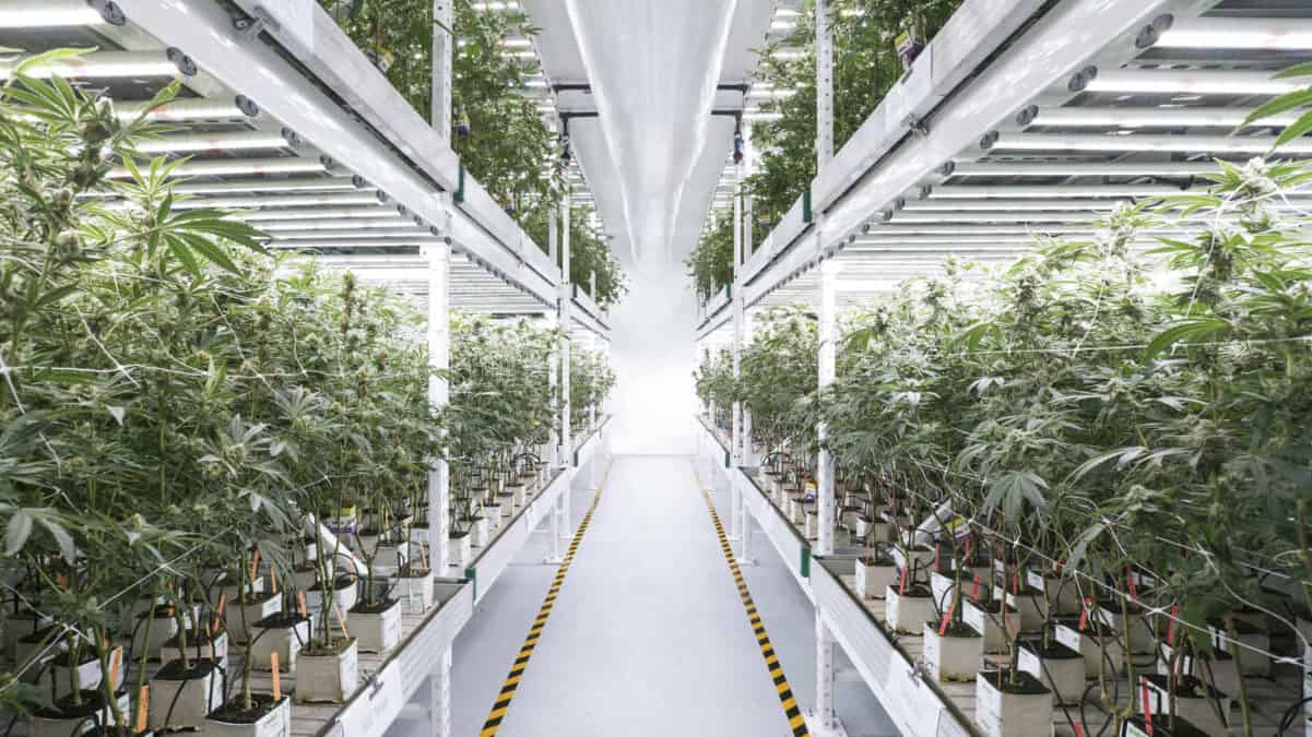 Ferme indoor Ronin Farms