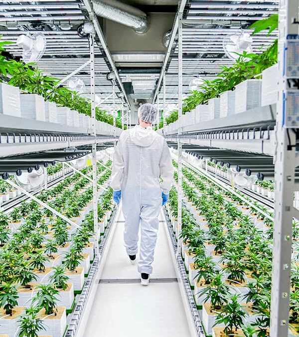 Le grower Ronin Farms
